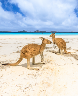 North Stradbroke Island Tour