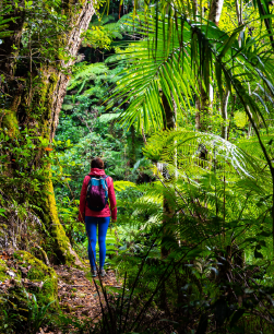 Cape Tribulation, Daintree, and Mossman Tour