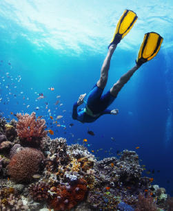 Snorkel the Great Barrier Reef Cruise